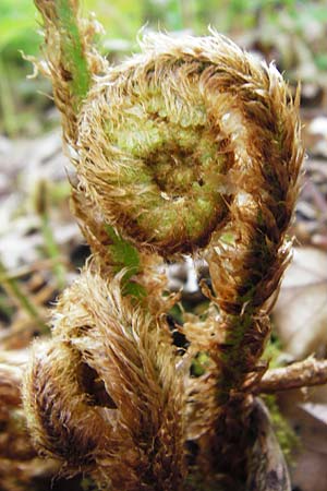 Dryopteris borreri \ Borrers Wurmfarn / Borrer's Buckler Fern, D Östringen-Eichelberg 30.4.2015