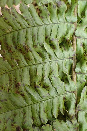 Dryopteris borreri \ Borrers Wurmfarn / Borrer's Buckler Fern, D Schriesheim-Altenbach 22.2.2015