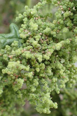 Dysphania botrys \ Klebriger Drsengnsefu / Sticky Goosefoot, Jerusalem Oak, D Mannheim 20.9.2015