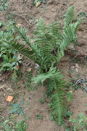 Dryopteris filix-mas \ Gewhnlicher Wurmfarn, Mnner-Farn / Male Fern, D Schwetzingen 7.11.2015