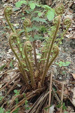 Dryopteris borreri \ Borrers Wurmfarn / Borrer's Buckler Fern, D Odenwald, Nieder-Beerbach 22.4.2016