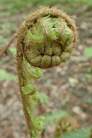 Dryopteris borreri \ Borrers Wurmfarn / Borrer's Buckler Fern, D Odenwald, Nieder-Beerbach 22.4.2016