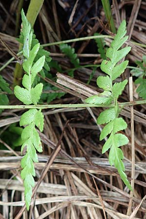 Dryopteris cristata / Crested Buckler Fern, D Donaueschingen 6.9.2016