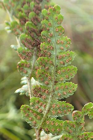 Dryopteris cristata / Crested Buckler Fern, D Donaueschingen 6.9.2016