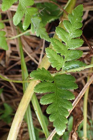 Dryopteris cristata \ Kammfarn, D Donaueschingen 6.9.2016