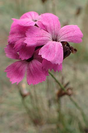 Dianthus carthusianorum subsp. carthusianorum \ Kartuser-Nelke / Carthusian Pink, D Sachsen-Anhalt, Schollene 23.9.2020