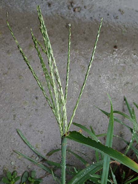 Digitaria ciliaris, Wimper-Fingerhirse