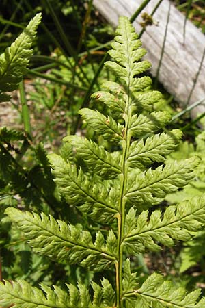 Dryopteris dilatata \ Breitblttriger Dornfarn, Groer Dornfarn, D Schwarzwald, Kaltenbronn 7.7.2012