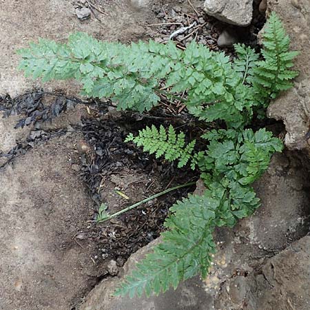 Dryopteris dilatata \ Breitblttriger Dornfarn, Groer Dornfarn, D Köln-Zündorf 23.5.2018