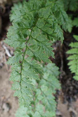 Dryopteris dilatata \ Breitblttriger Dornfarn, Groer Dornfarn / Broad Buckler Fern, D Köln-Zündorf 23.5.2018