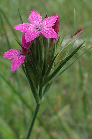 Dianthus armeria \ Bschel-Nelke, D Kaiserslautern 7.7.2021