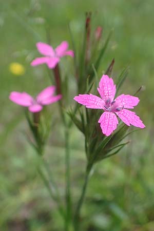 Dianthus armeria / Deptford Pink, D Kaiserslautern 7.7.2021