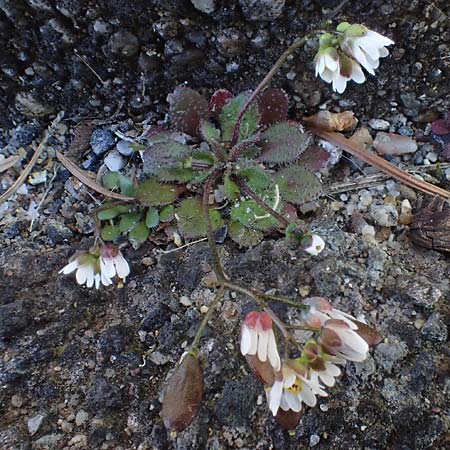 Draba droserifolia \ Sonnentaublättriges Hungerblümchen / Sundew-Leaved Whitlowgrass, D Kohlscheid-Rumpen 11.3.2022