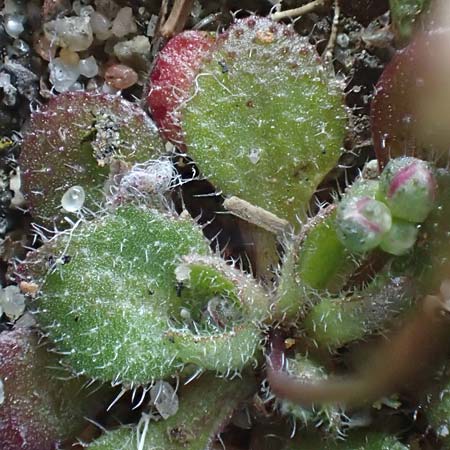 Draba droserifolia \ Sonnentaublttriges Hungerblmchen / Sundew-Leaved Whitlowgrass, D Kohlscheid-Rumpen 11.3.2022