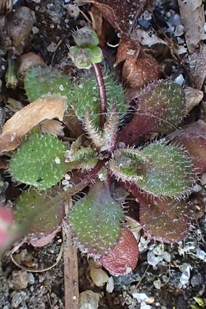 Draba droserifolia / Sundew-Leaved Whitlowgrass, D Kohlscheid-Rumpen 11.3.2022