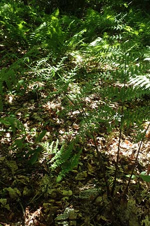 Dryopteris expansa ? \ Feingliedriger Dornfarn / Alpine Buckler Fern, Northern Buckler Fern, D Olpe 21.5.2018