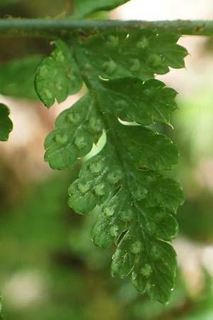 Dryopteris expansa ? \ Feingliedriger Dornfarn / Alpine Buckler Fern, Northern Buckler Fern, D Olpe 21.5.2018