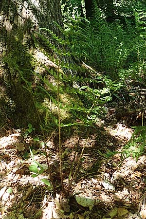 Dryopteris expansa ? \ Feingliedriger Dornfarn / Alpine Buckler Fern, Northern Buckler Fern, D Olpe 21.5.2018