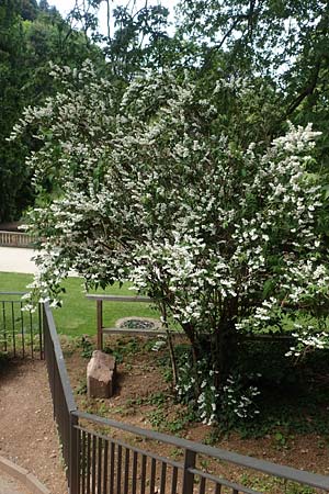 Deutzia scabra / Fuzzy Deutzia, D Heidelberg 26.5.2018