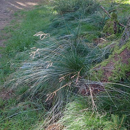 Deschampsia flexuosa \ Draht-Schmiele / Wavy Hair Grass, D Odenwald, Siedelsbrunn 8.10.2022