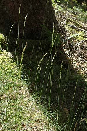 Deschampsia flexuosa \ Draht-Schmiele / Wavy Hair Grass, D Attendorn-Albringhausen 12.6.2020