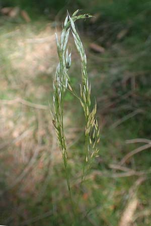 Deschampsia flexuosa \ Draht-Schmiele, D Attendorn-Albringhausen 12.6.2020