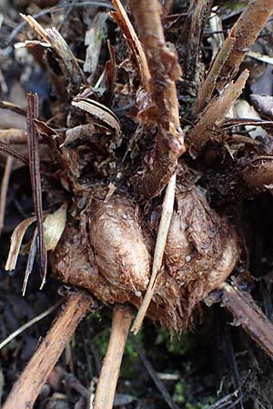 Dryopteris filix-mas \ Gewhnlicher Wurmfarn, Mnner-Farn / Male Fern, D Herdecke 12.3.2022