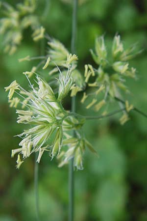 Dactylis glomerata \ Knuelgras / Cocksfoot Grass, Orchard Grass, D Schwarzwald/Black-Forest, Gaggenau 8.6.2013