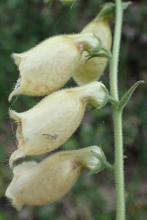 Digitalis grandiflora \ Grobltiger Fingerhut / Yellow Foxgloves, D Odenwald, Trösel 16.6.2017