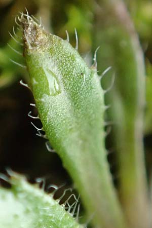 Draba glabrescens \ Kahles Hungerblmchen / Glabrous Whitlowgrass, D Aachen-Laurensberg 10.3.2019