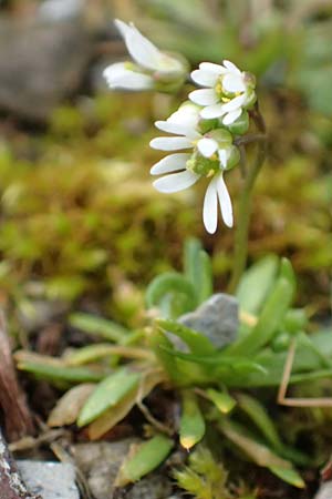 Draba glabrescens \ Kahles Hungerblmchen / Glabrous Whitlowgrass, D Aachen-Laurensberg 10.3.2019