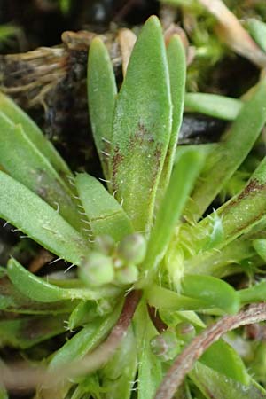 Draba glabrescens \ Kahles Hungerblmchen / Glabrous Whitlowgrass, D Aachen-Laurensberg 10.3.2019