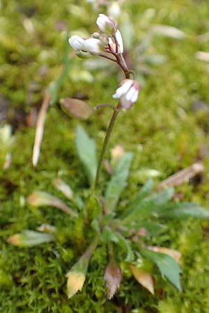 Draba glabrescens \ Kahles Hungerblmchen / Glabrous Whitlowgrass, D Aachen-Laurensberg 10.3.2019