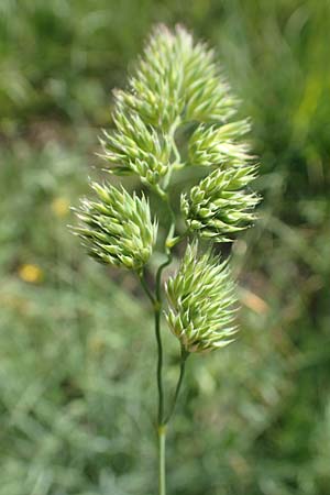 Dactylis glomerata \ Knuelgras / Cocksfoot Grass, Orchard Grass, D Ketsch 21.5.2020