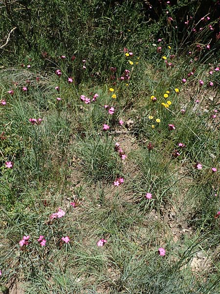 Dianthus giganteus \ Riesen-Nelke / Giant Pink, D Odenwald, Mörlenbach 24.6.2020