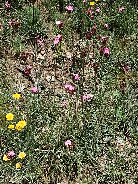 Dianthus giganteus \ Riesen-Nelke / Giant Pink, D Odenwald, Mörlenbach 24.6.2020