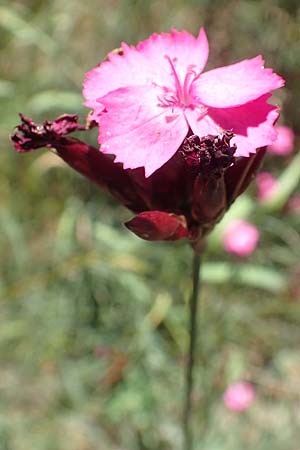 Dianthus giganteus \ Riesen-Nelke / Giant Pink, D Odenwald, Mörlenbach 24.6.2020