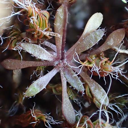 Draba glabrescens \ Kahles Hungerblmchen, D Schriesheim 6.3.2022