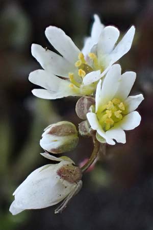 Draba glabrescens \ Kahles Hungerblmchen, D Mannheim-Neckarau 7.3.2022