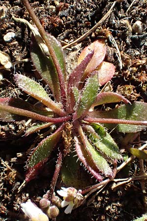 Draba verna agg. \ Frhlings-Hungerblmchen / Common Whitlowgrass, D Mannheim-Neckarau 7.3.2022