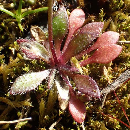 Draba verna agg. \ Frhlings-Hungerblmchen / Common Whitlowgrass, D Mannheim-Neckarau 7.3.2022