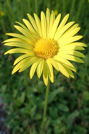 Doronicum hungaricum \ Ungarische Gmswurz, D Botan. Gar.  Universit.  Heidelberg 21.4.2016