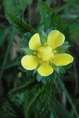 Potentilla indica / Yellow-flowered Strawberry, D Weinheim an der Bergstraße 26.4.2007