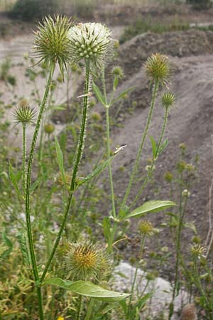 Dipsacus strigosus \ Schlanke Karde, D Eching 25.7.2015