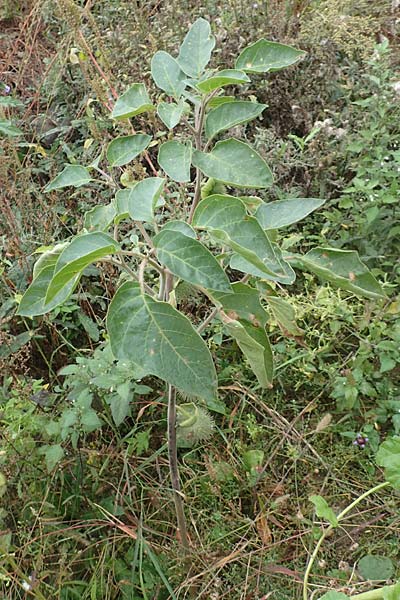 Datura inoxia \ Grobltiger Stechapfel, Mexikanischer Stechapfel / Downy Thorn Apple, D Bürstadt 30.9.2016