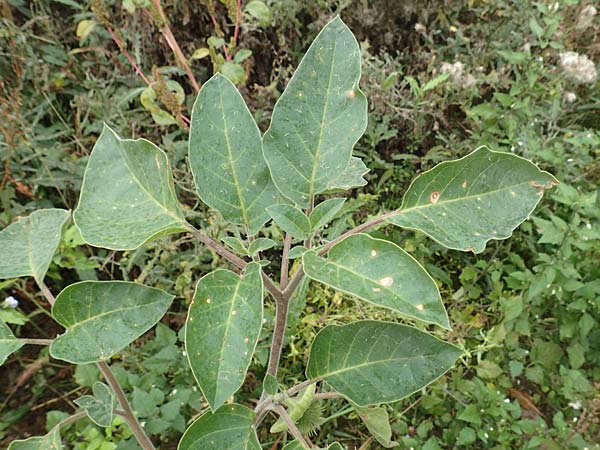 Datura inoxia \ Grobltiger Stechapfel, Mexikanischer Stechapfel / Downy Thorn Apple, D Bürstadt 30.9.2016