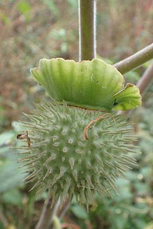 Datura inoxia \ Grobltiger Stechapfel, Mexikanischer Stechapfel / Downy Thorn Apple, D Bürstadt 30.9.2016