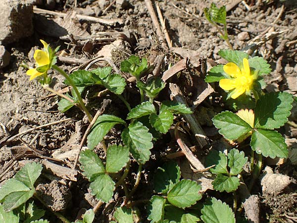 Potentilla indica / Yellow-flowered Strawberry, D Heidelberg 29.4.2017