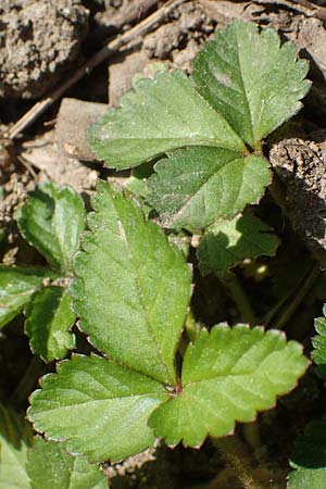 Potentilla indica \ Indische Schein-Erdbeere, D Heidelberg 29.4.2017