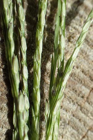 Digitaria sanguinalis \ Blutrote Fingerhirse / Hairy Finger-Grass, D Mannheim 17.9.2017